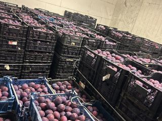 Venderé 10 toneladas de mercancía rígida refrigerada, rota y