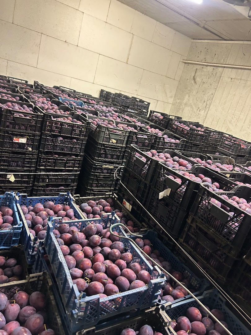 Venderé 10 toneladas de mercancía rígida refrigerada, rota y de marca President