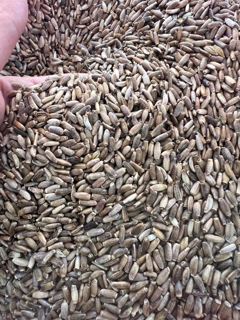 Vendo semillas de lino marrón, rábano, veza y cilantro, 97% puros