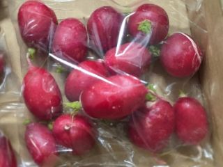 Vendo rábanos sueltos, envasados en cajas de 15 kg.