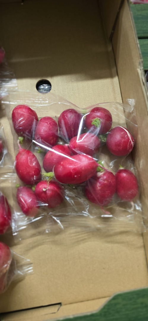 Vendo rábanos sueltos, envasados en cajas de 15 kg