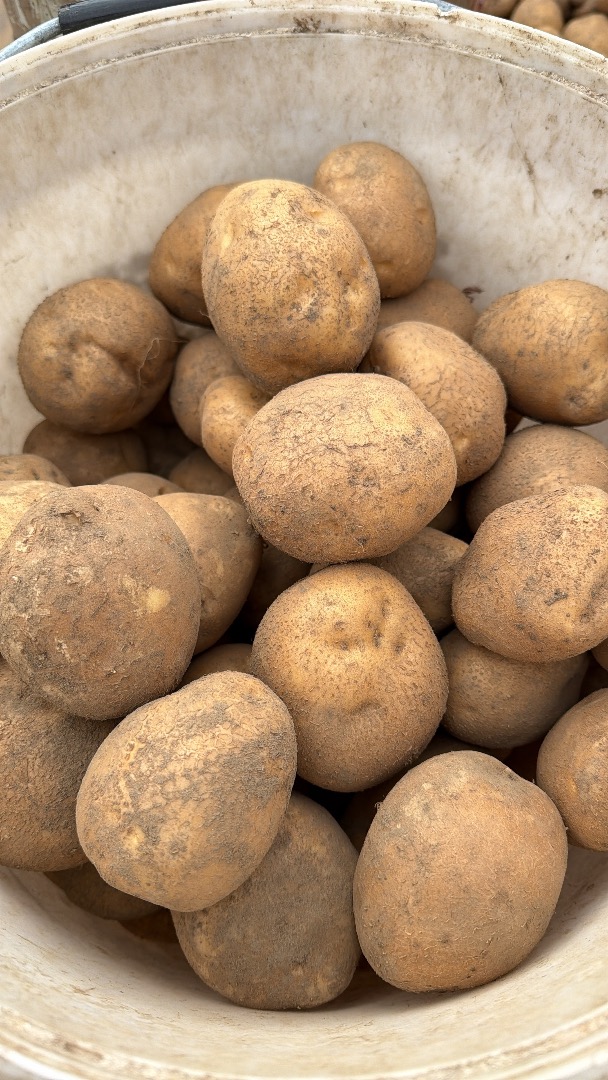 Venderé Vineta comestible a 2 PLN por kg y peor aún a 1 PLN/kg, todo envasado en 50 kg