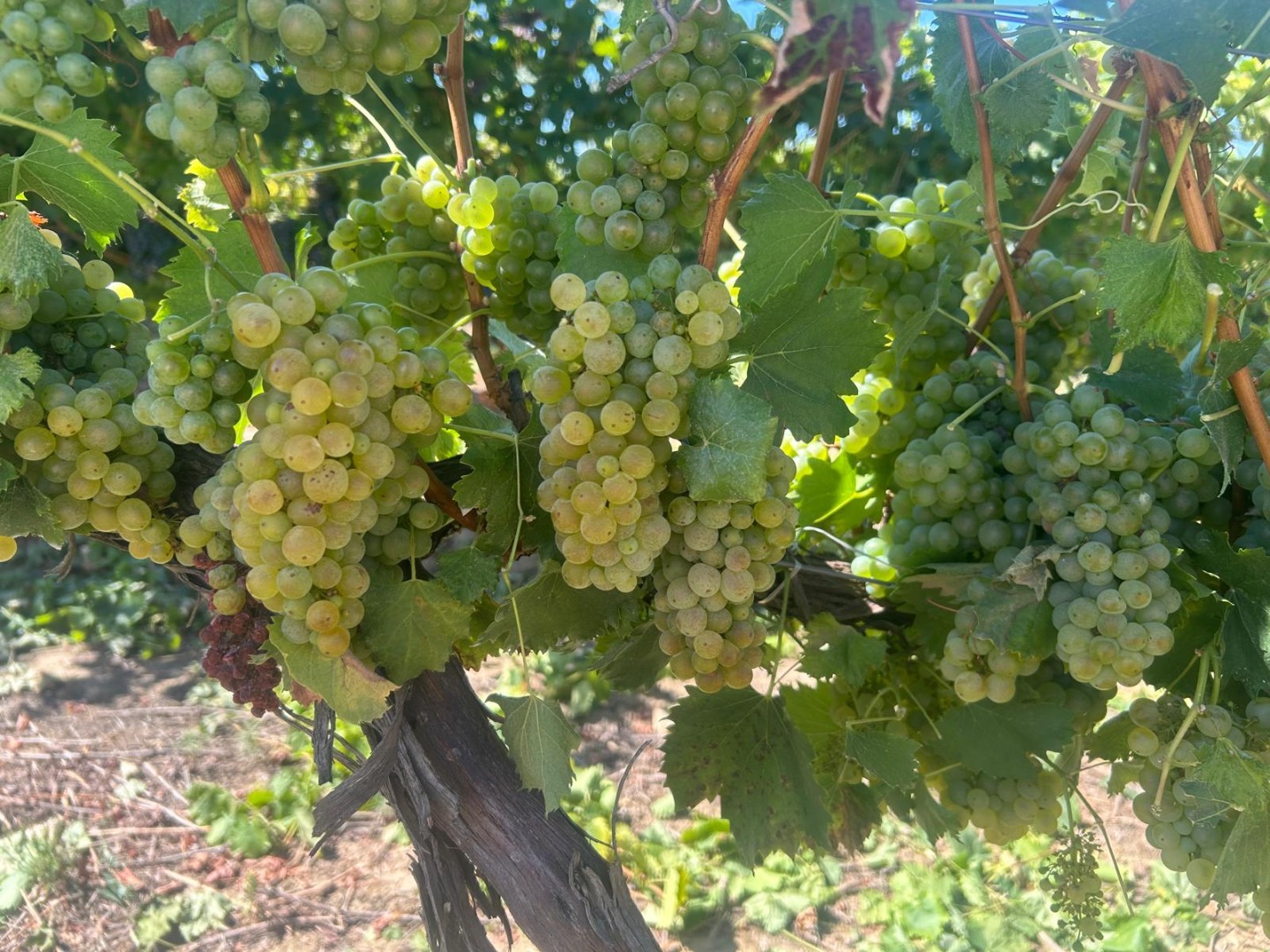 Uvas para vino a la venta directamente de un productor en Ostrov, condado de Constanța, Rumania