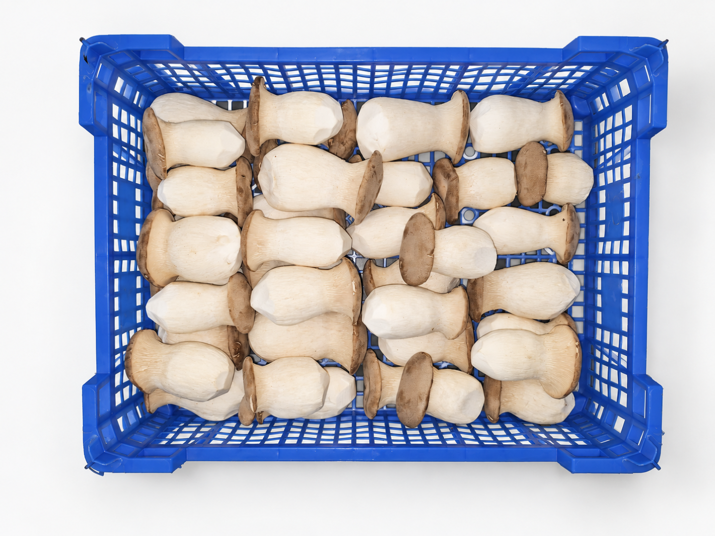 Setas ostra reales frescas (eryngii) – directamente del productor