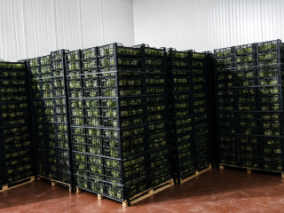 Lechuga Iceberg Fresca Trabajamos directamente con agricultores y tenemos