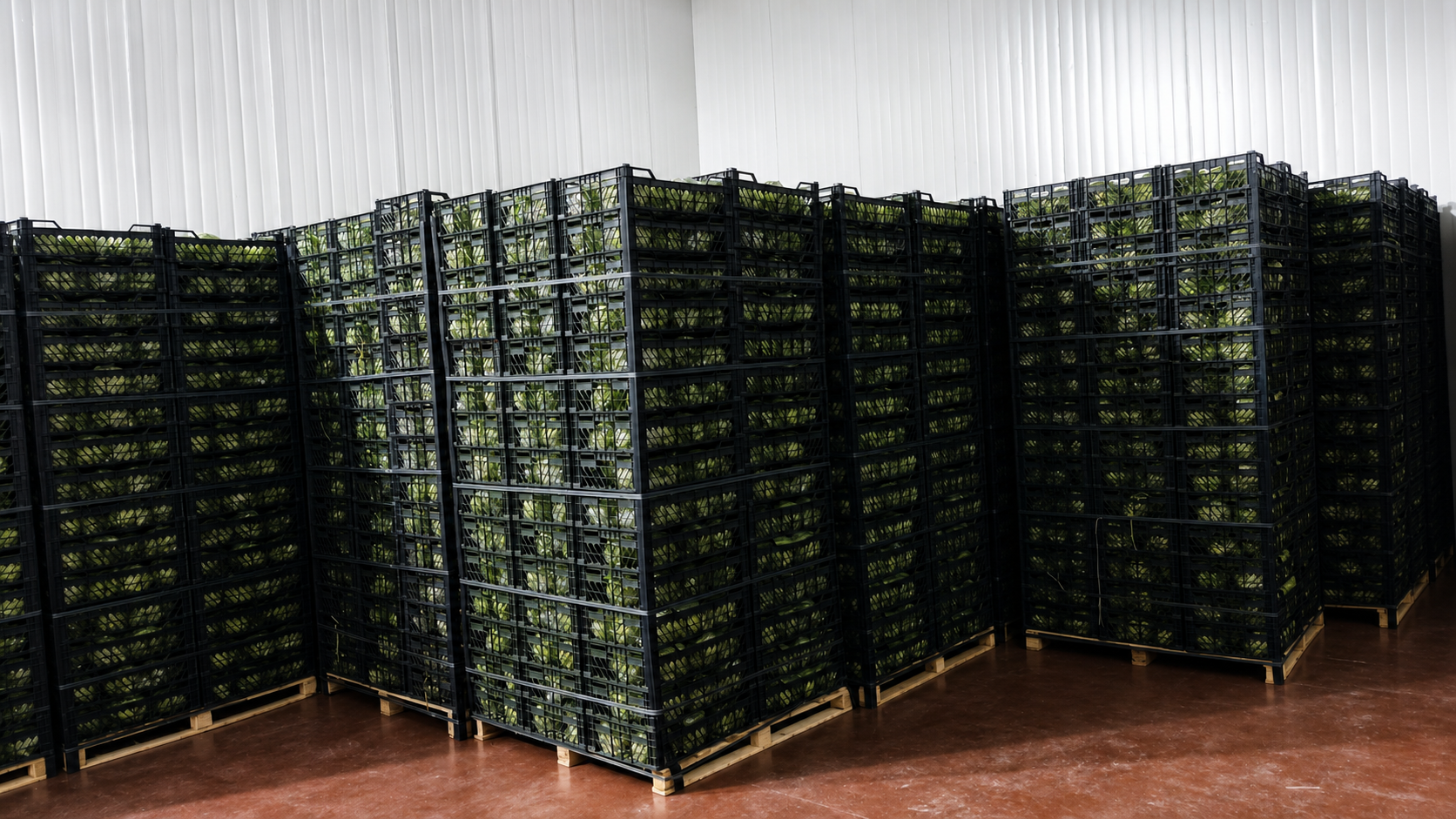 Lechuga Iceberg Fresca Trabajamos directamente con agricultores y tenemos experiencia exitosa suministrando a grandes cadenas minoristas