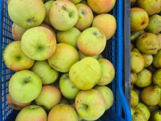 Las manzanas son de una calidad excepcional.