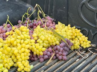 Uvas griegas premium para exportación Somos un equipo de