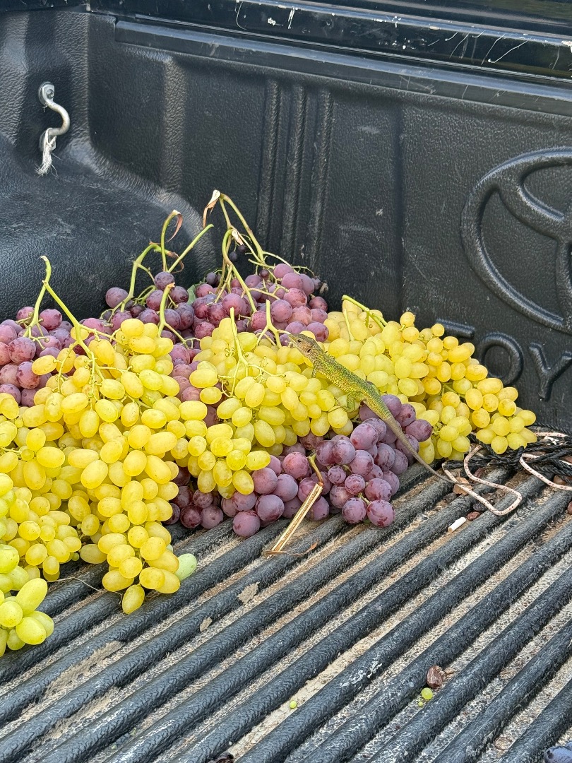 Uvas griegas premium para exportación Somos un equipo de exportación profesional con sede en Kavala, Grecia, que trabaja directamente con viñedos y bodegas