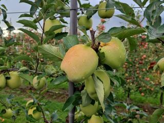 Ofrecemos manzanas de las variedades Red Prince, Golden y
