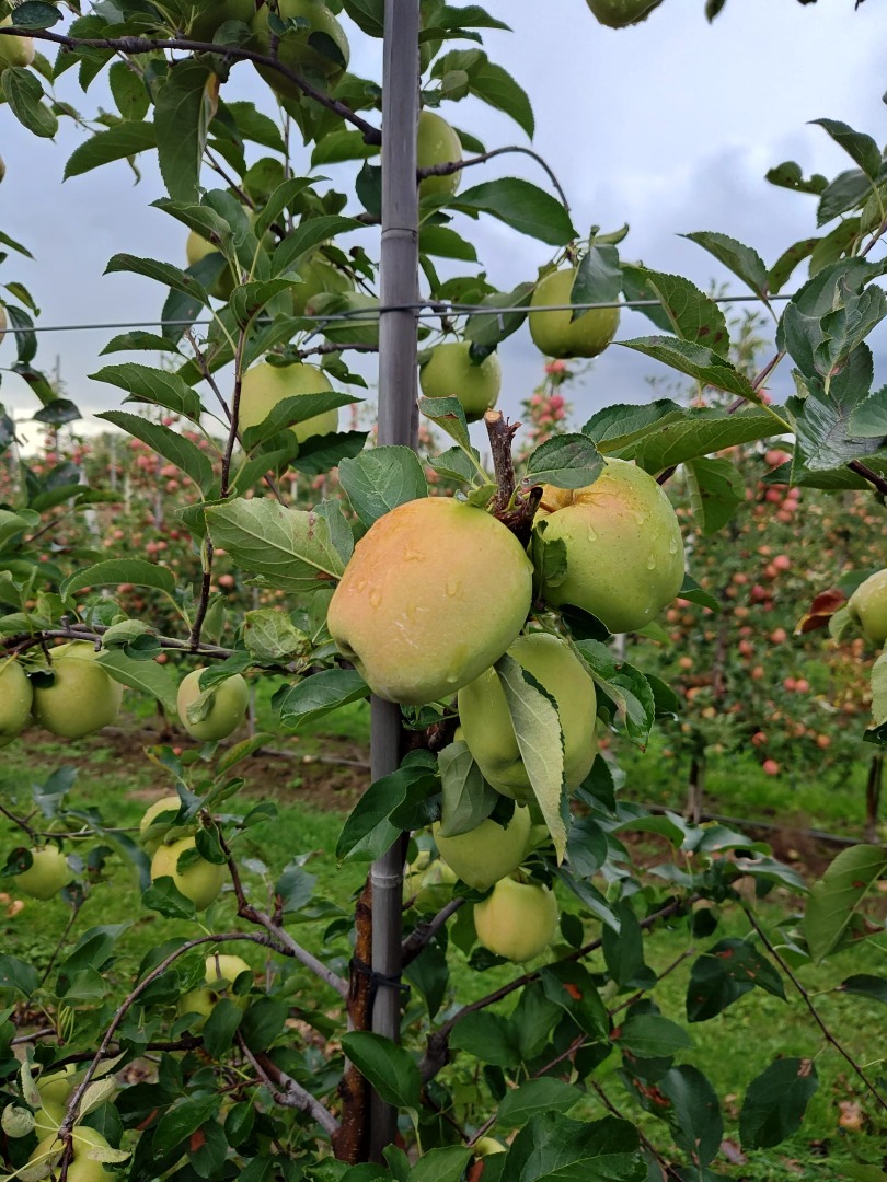 Ofrecemos manzanas de las variedades Red Prince, Golden y otras