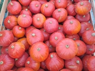 Calabaza de Hokkaido, variedades probadas, de colores, más información