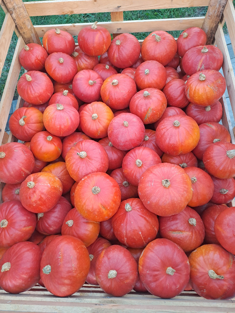 Calabaza de Hokkaido, variedades probadas, de colores, más información por teléfono[teléfono]