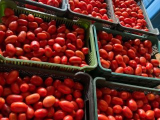 Vendo tomates Dyno. Aproximadamente 4 toneladas. Para jugo/puré/compra. Puedes