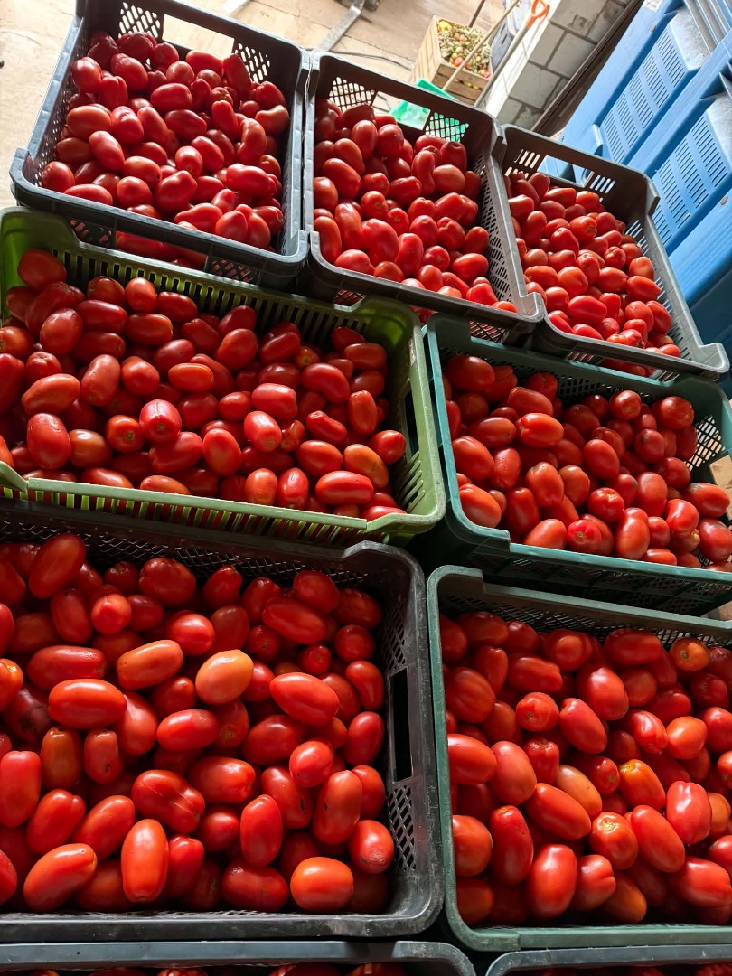 Vendo tomates Dyno