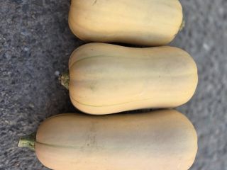 Calabazas de Halloween en venta: Spitfire, Hokkaido y Butternut.