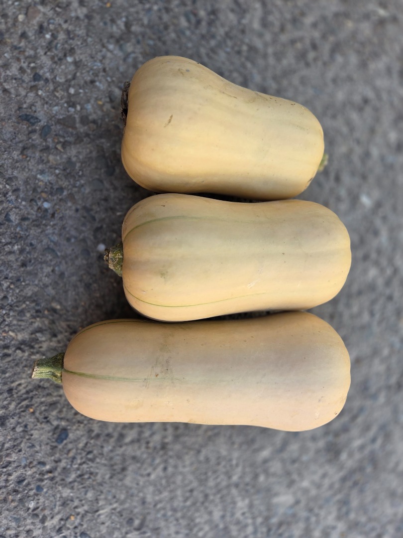 Calabazas de Halloween en venta: Spitfire, Hokkaido y Butternut