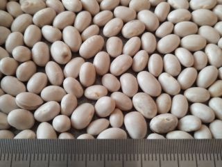 Frijoles blancos Humedad: 13% Pureza: 99% Empaque: Bolsas grandes
