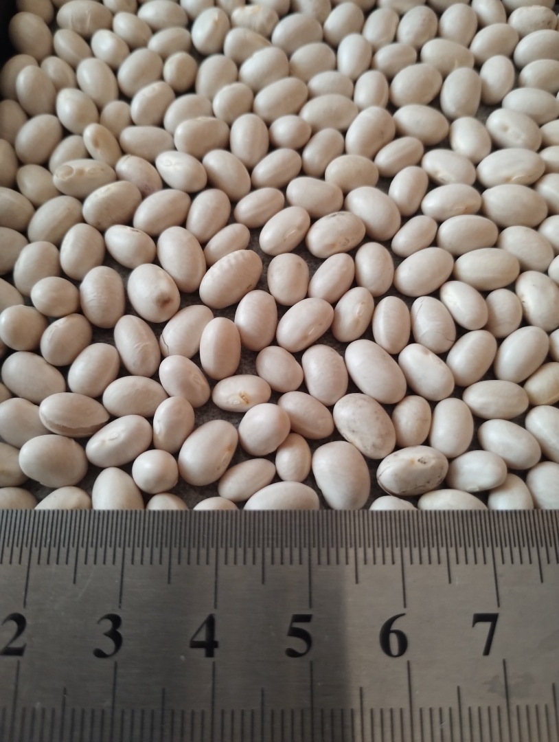 Frijoles blancos Humedad: 13% Pureza: 99% Empaque: Bolsas grandes Uso previsto: Conservas, cocina FCA, DAP, CPT Viber: +[número de teléfono]