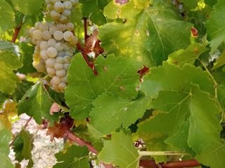 Vendo uvas frescas, variedad Muscat Ottonel a 3 ron/kg