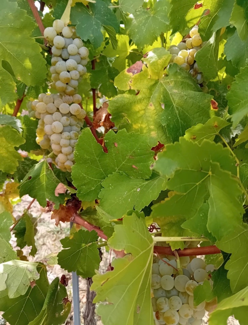 Vendo uvas frescas, variedad Muscat Ottonel a 3 ron/kg y Merlot a 2,5 ron/kg