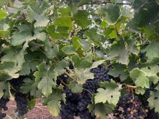 Vendo uvas Merlot. Hermosas, dulces y bien maduras, ¡directamente