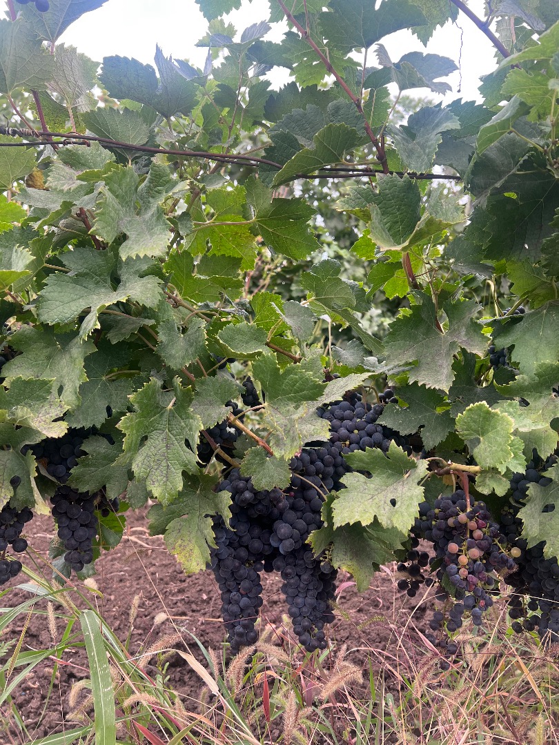Vendo uvas Merlot