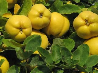 Membrillos orgánicos de primera calidad a la venta. Cultivados