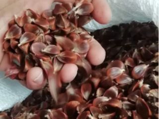 Se vende fruta de rosa canina ,grandes cantidades ,tanto