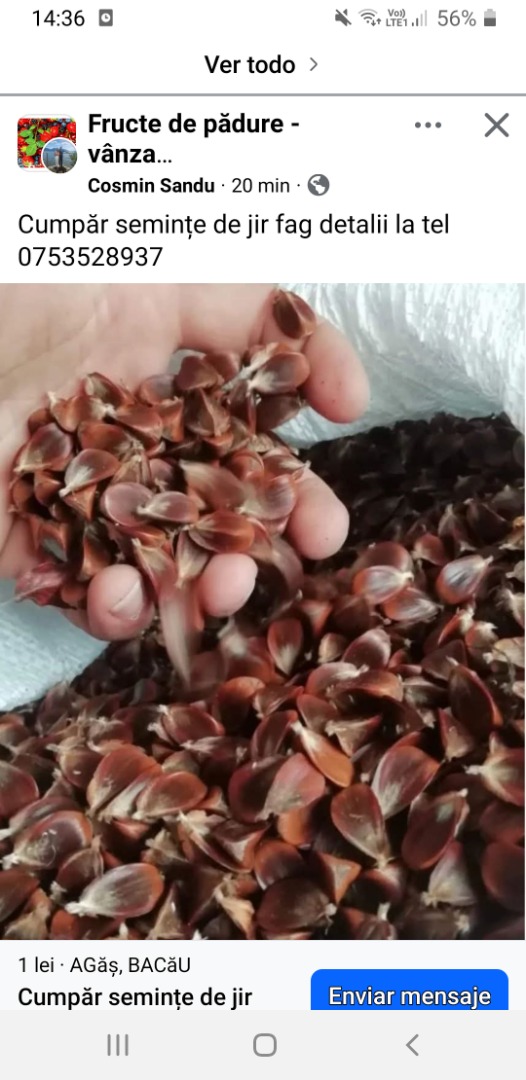 Se vende fruta de rosa canina ,grandes cantidades ,tanto fresco como seco Para mas detalles al [phone number]