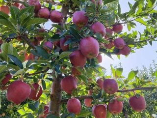 Vendo MANZANAS de primera calidad, variedades muco, ajdare y