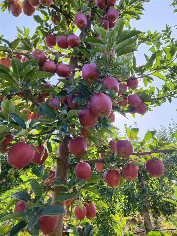Vendo MANZANAS de primera calidad, variedades muco, ajdare y red delishes