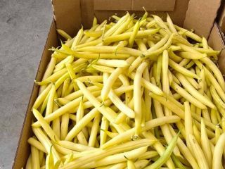Vendo judías verdes amarillas al por mayor, variedades Unidor