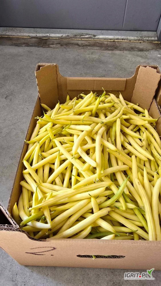 Vendo judías verdes amarillas al por mayor, variedades Unidor y Golden Goal