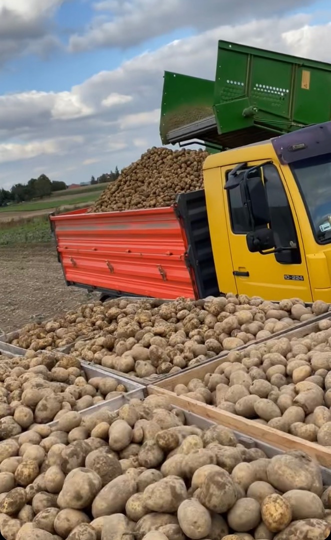 Hola, ofrezco una gran cantidad de papas de la cosecha de este año