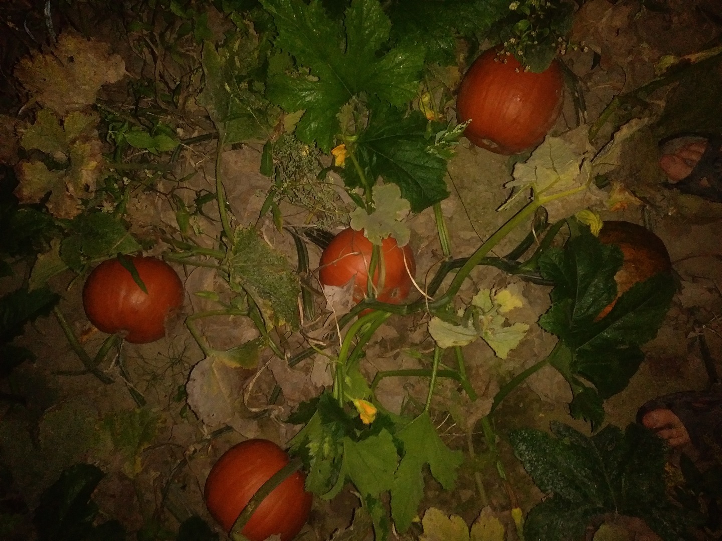 Venderé alrededor de 5 toneladas de precio de la calabaza de Gomez para ser acordado y alrededor de 3 toneladas de calabaza hokaido también el precio a ser