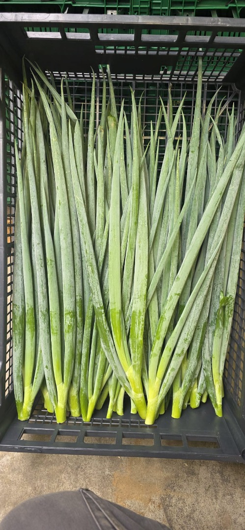Vendo cebollino suelto, envasado en cajas de 4 kg