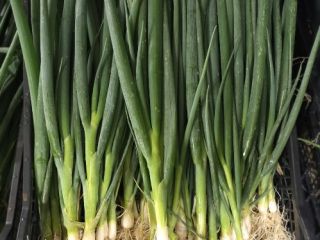 Vendo cebolletas sueltas, envasadas en cajas de 5 kg.
