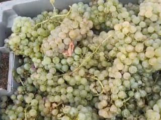 Variedad blanca autóctona "Plavaie" - Disponible 100.000 kg, azúcar