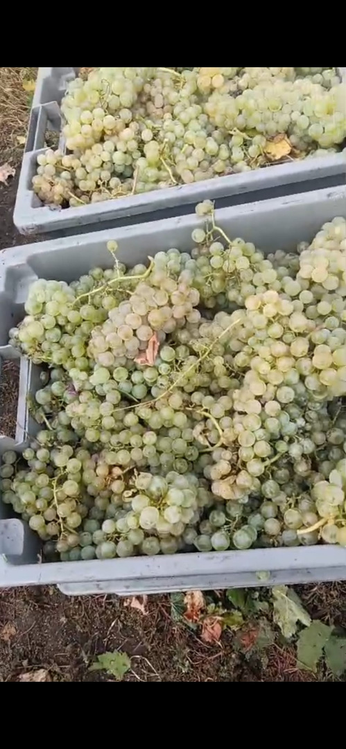 Variedad blanca autóctona "Plavaie" - Disponible 100.000 kg, azúcar 220