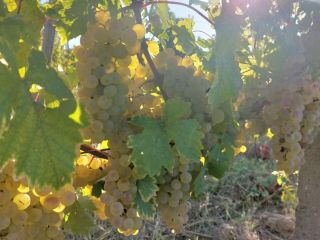 Uvas para vino a la venta en el viñedo
