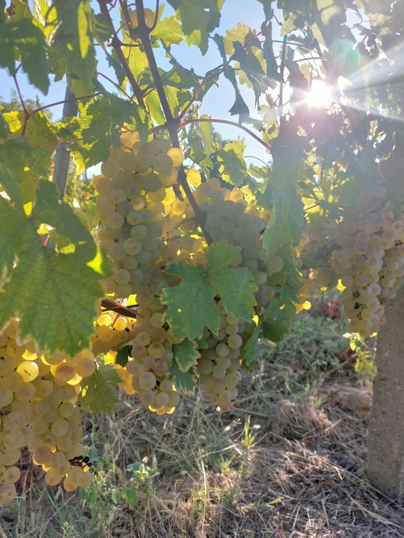 Uvas para vino a la venta en el viñedo Dragasani