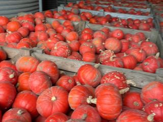 Venderé calabaza de Hokkaido de la variedad FlexiKuri. Cantidad: