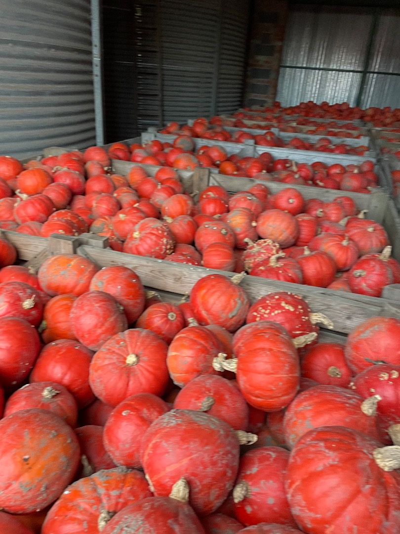 Venderé calabaza de Hokkaido de la variedad FlexiKuri