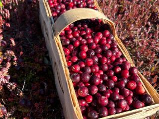Venderé arándanos rojos de fruto grande, procedentes de la