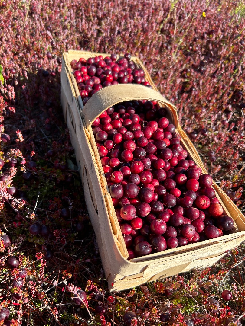 Venderé arándanos rojos de fruto grande, procedentes de la plantación, al por mayor a 20 PLN/kg y al por menor a 30 PLN/kg