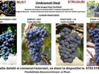Uvas de clones franceses, ideales para obtener vinos de