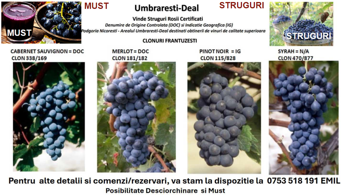 Uvas de clones franceses, ideales para obtener vinos de alta calidad, del viñedo Nicorești, zona Umbrarești-Deal, condado de Galati