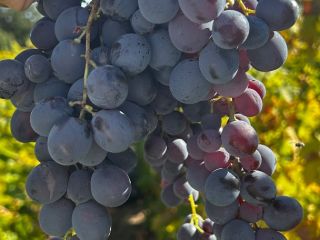 ¡Vendo uvas de Hamburgo para vino! Detalles y precio