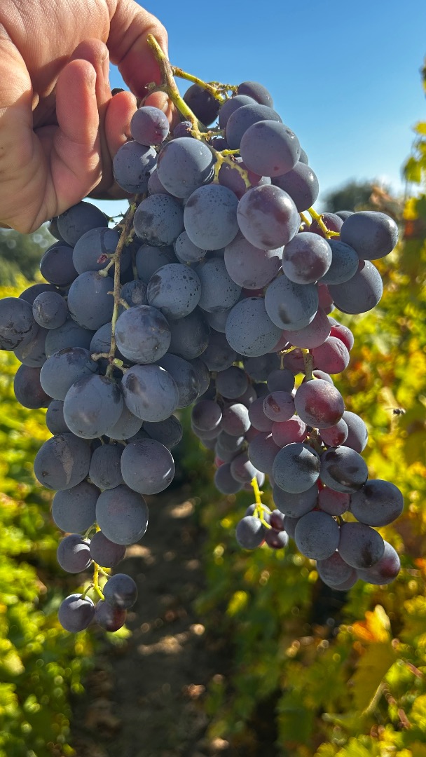 ¡Vendo uvas de Hamburgo para vino! Detalles y precio por teléfono [teléfono] Griego Giurgiu
